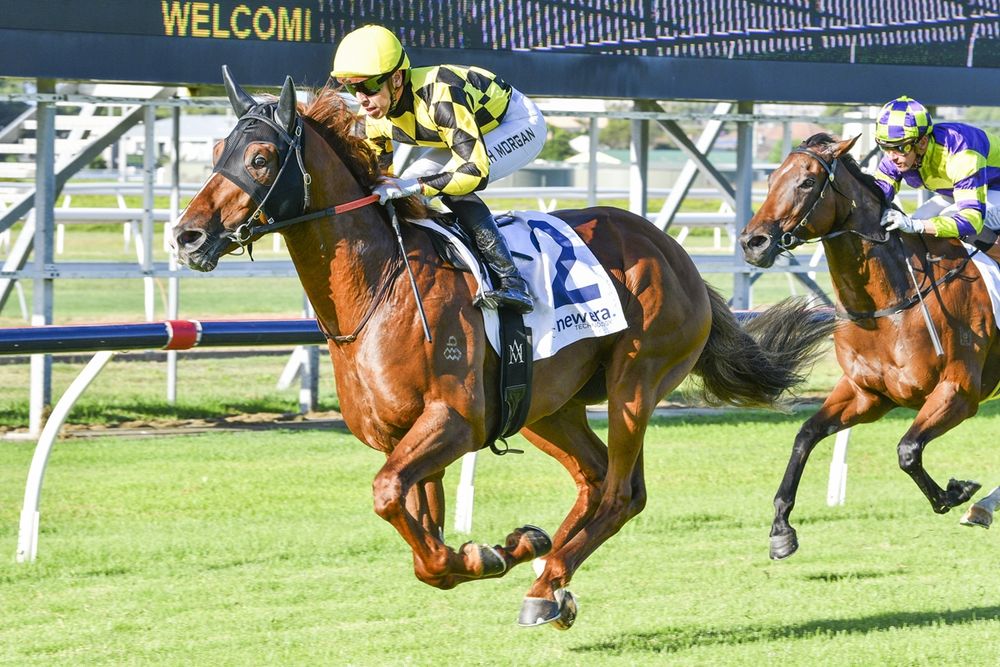Messara tests Autumn King: Queensland test looms post image