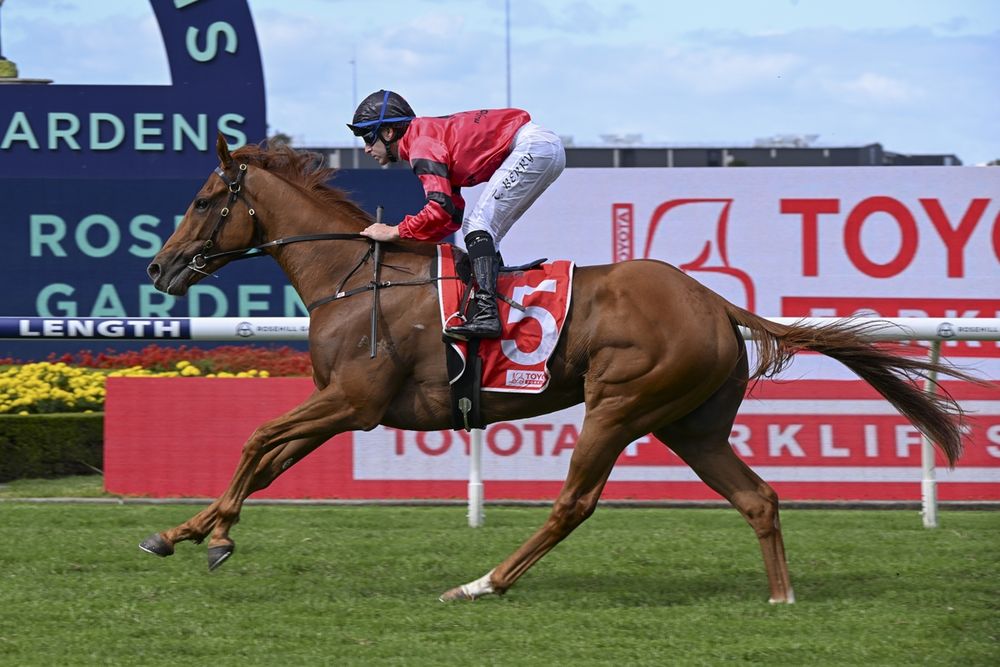 Berry urges Hayes team to pay $44k to chase Derby dream with Storm Leopard post image