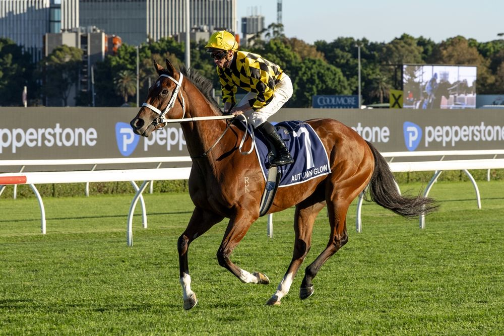 Distance doubts emerge as Autumn Glow’s Cox Plate path thrown into question post image