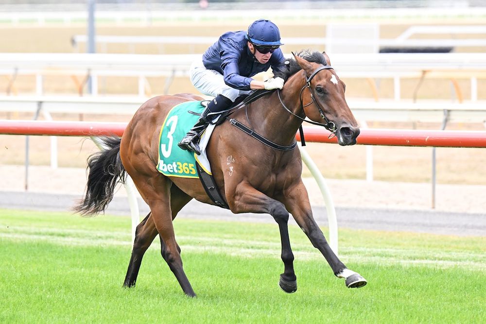 Melbourne or Randwick? Jacaranda call looms post image