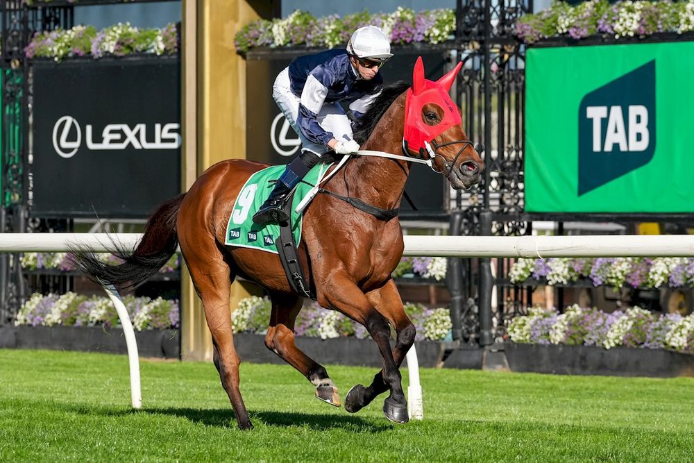 Good Will Hunting: Caulfield Cup post image