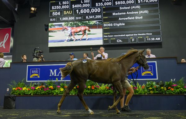 The Snitzel farewell tour: from $1.6M fillies to $65k gems post image