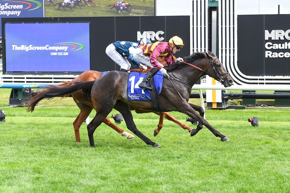 Zipping Classic win puts She’s A Hustler on Caulfield Cup path post image
