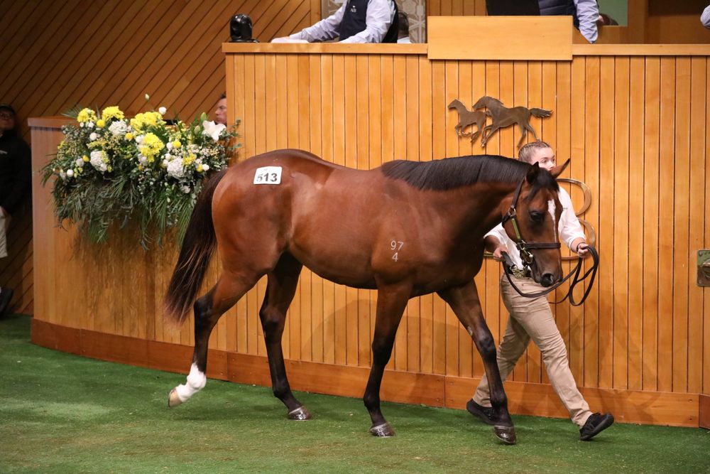 Maher strikes big at Karaka, secures Ceolwulf sibling post image