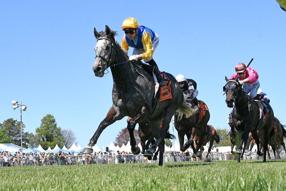 NZ Trial Watcher: Tauranga preview and best bets for Saturday post image