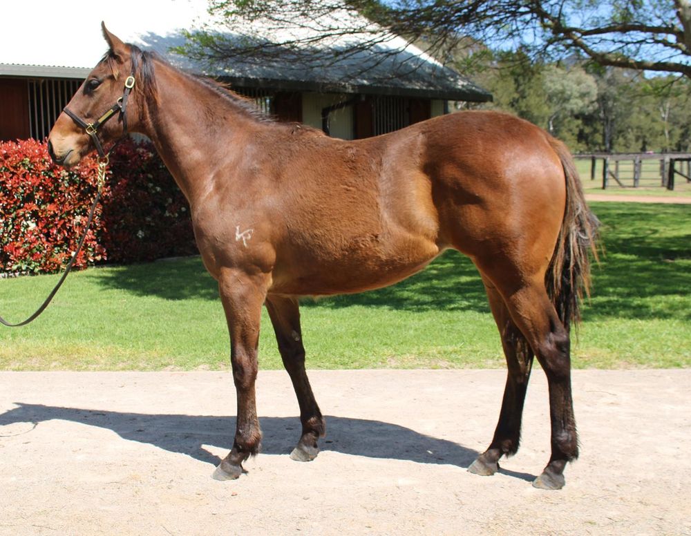Inglis Nursery: $1250 filly takes on $1.2M colt post image