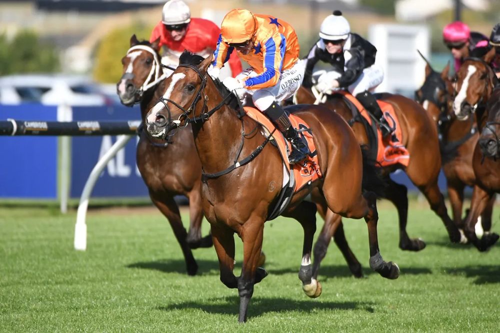 NZ Racing Tips: Ellerslie Preview with Trial Watcher’s Best Bets post image