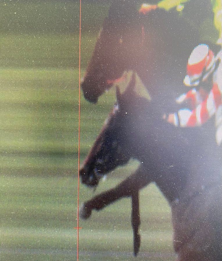 Stewards: Tamworth drama caused by "a white snip on his nose" post image