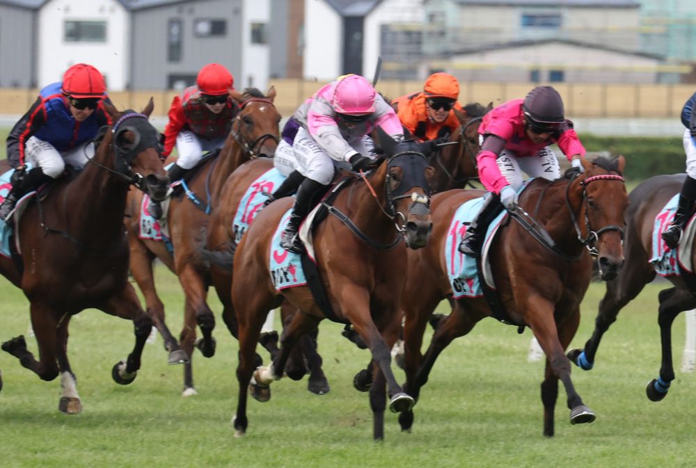 Girl Talk earns black-type shot after Wanganui breakthrough, targets Manawatu Breeders’ Stakes post image