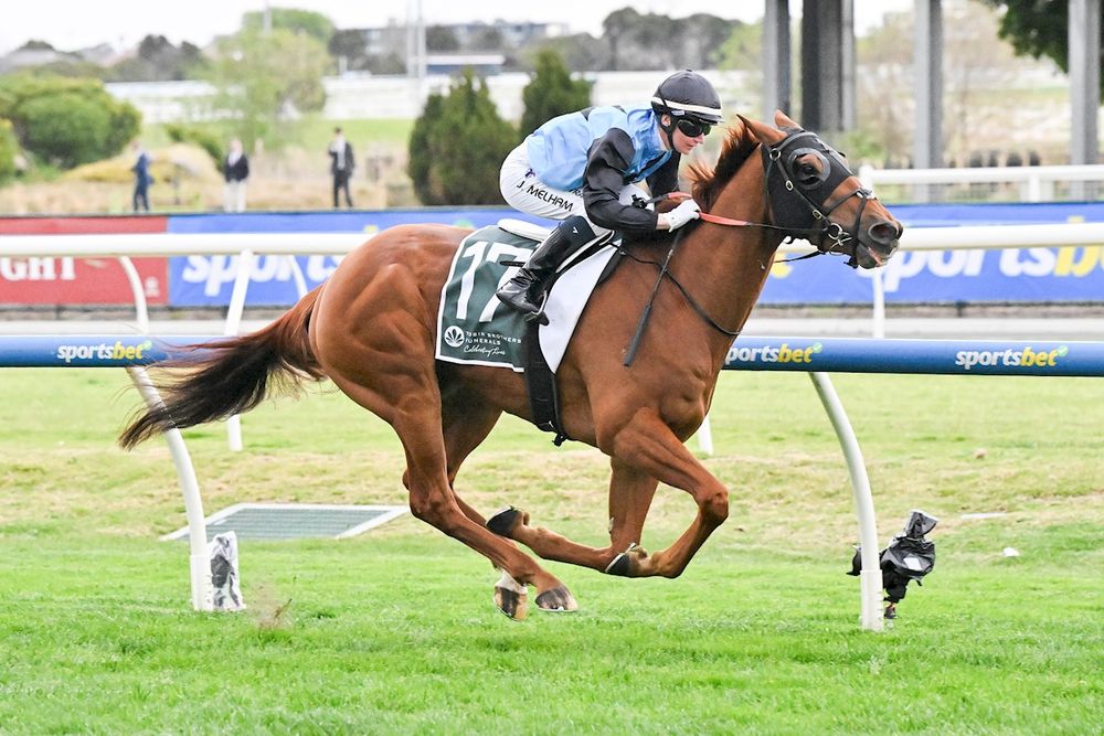 The staying struggle: can Australian-bred stayers reclaim their place on racing's big stage? post image