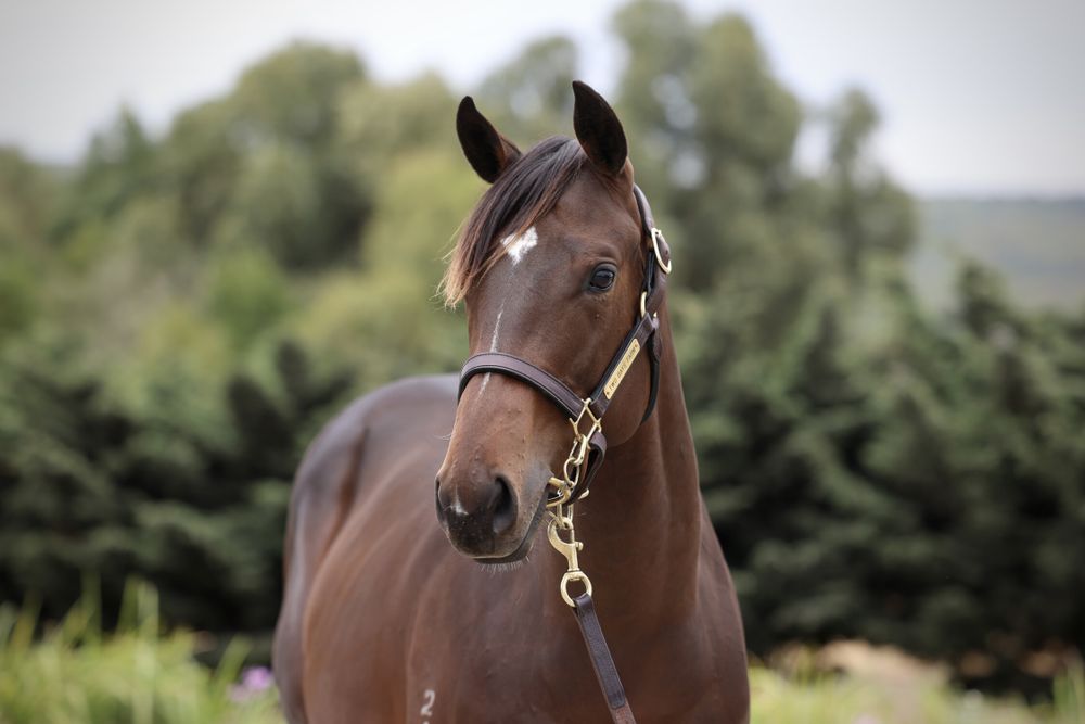 AFL hero Jack Gunston’s $50K racing move post image