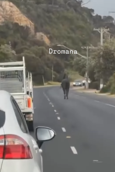 Escaped racehorse safely captured after Highway gallop post image