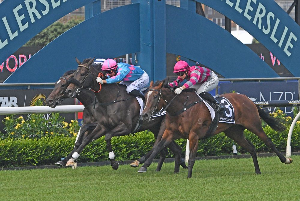 NZ Trial Watcher: Matamata Preview post image