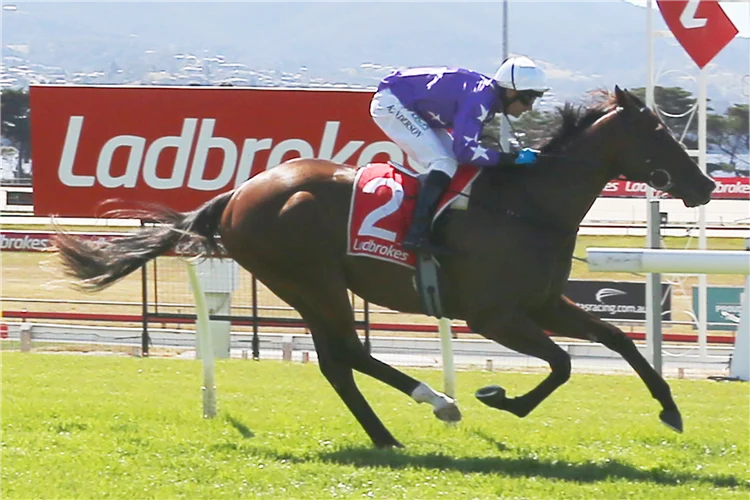 Star Thoroughbreds load up for Launceston Cup assault post image