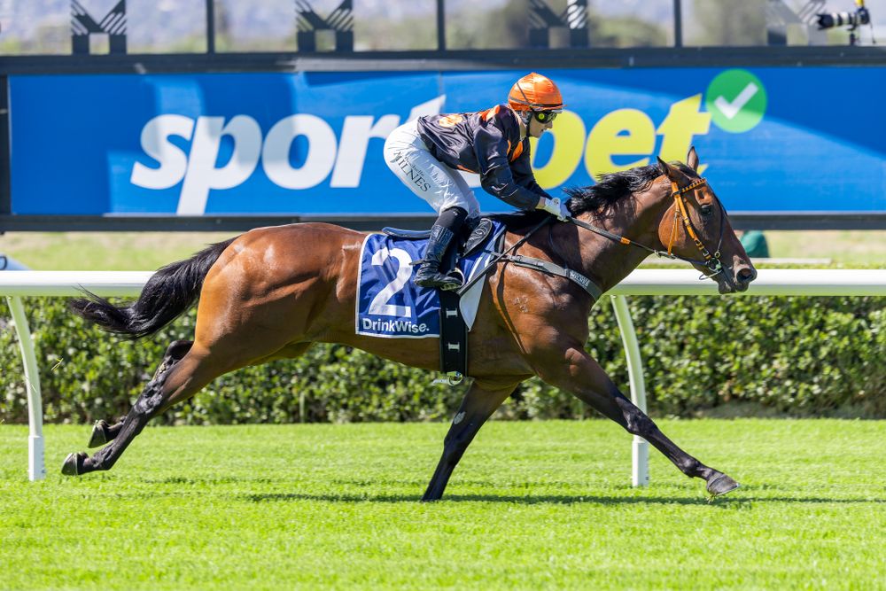 'High risk' $1250 buy to Stakes hope: Never Ordinary chases Adelaide prize post image
