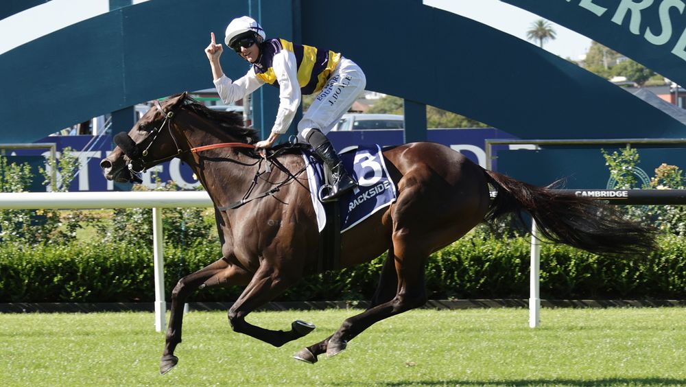 Henry Dwyer strikes in New Zealand with dominant Auckland Cup win post image