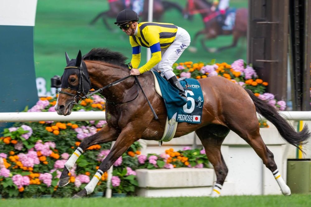 Cox plate star retired post image