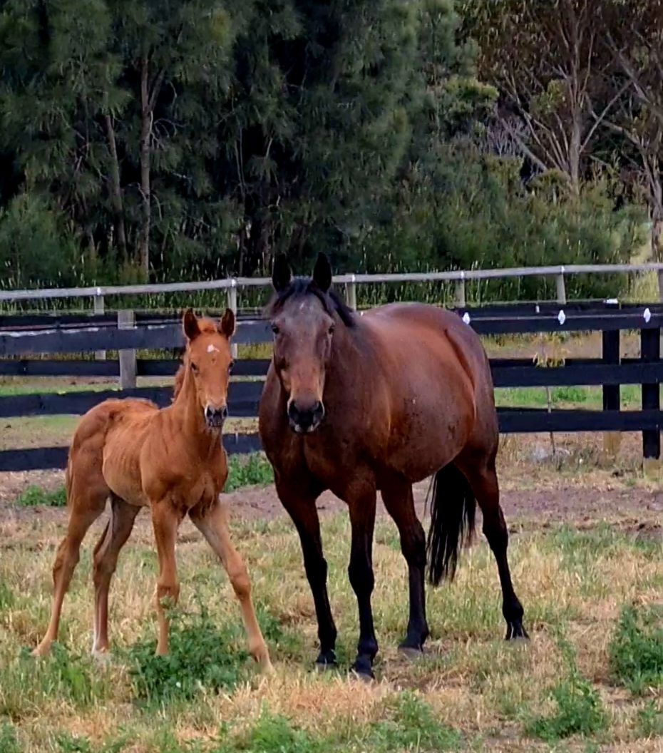 The foster mare behind a Melbourne Cup miracle: The untold story of champion Half Yours post image