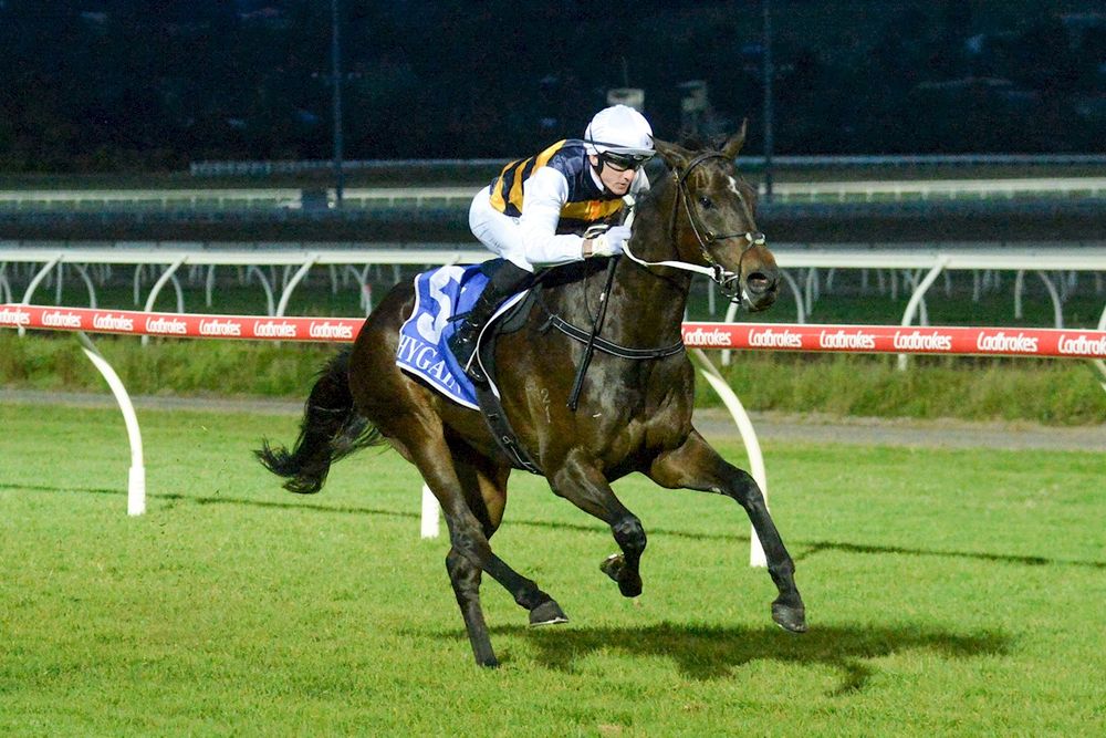 Progressive mare to stay in NZ for Group 1 post image