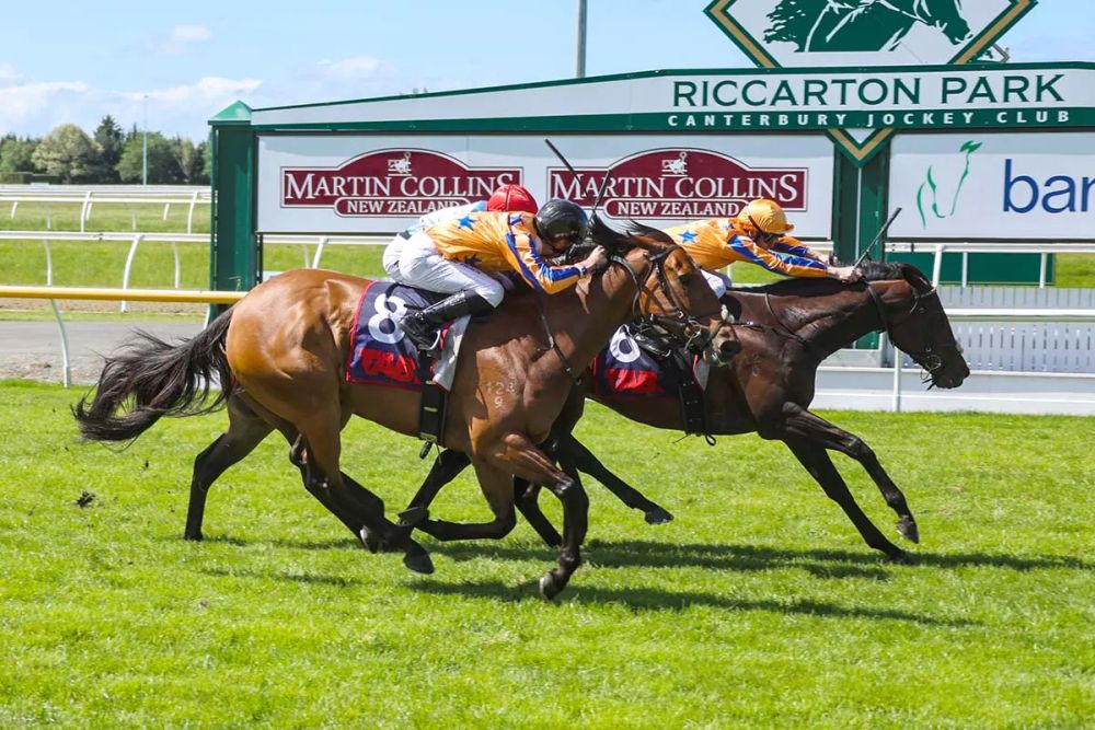 NZ Trial Watcher: Star juveniles and sprint prospects shine in latest trials post image