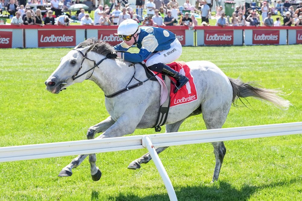 Good Will Hunting: Emerging stayer under the odds post image