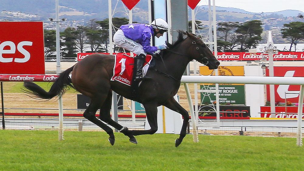 Tassie Premier Jeremy Rockliff’s star filly eyes stakes glory post image