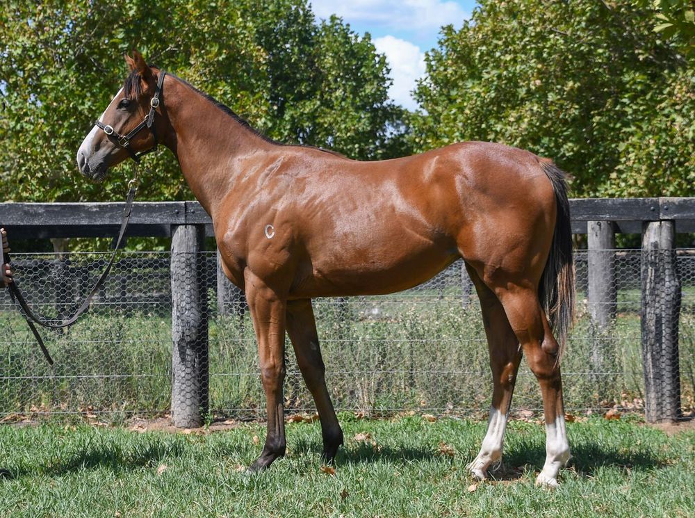 'She has gone from $8000 to a million dollar mare' post image