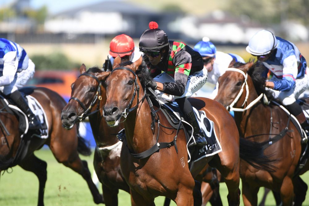 Trainer searching for rider as Sorghaghtani eyes Tauranga black-type tilt post image