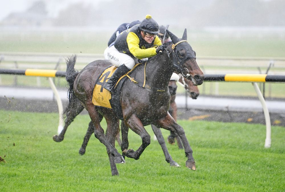 Small horse, big dream: Tulsa King eyes NZ Derby upset post image