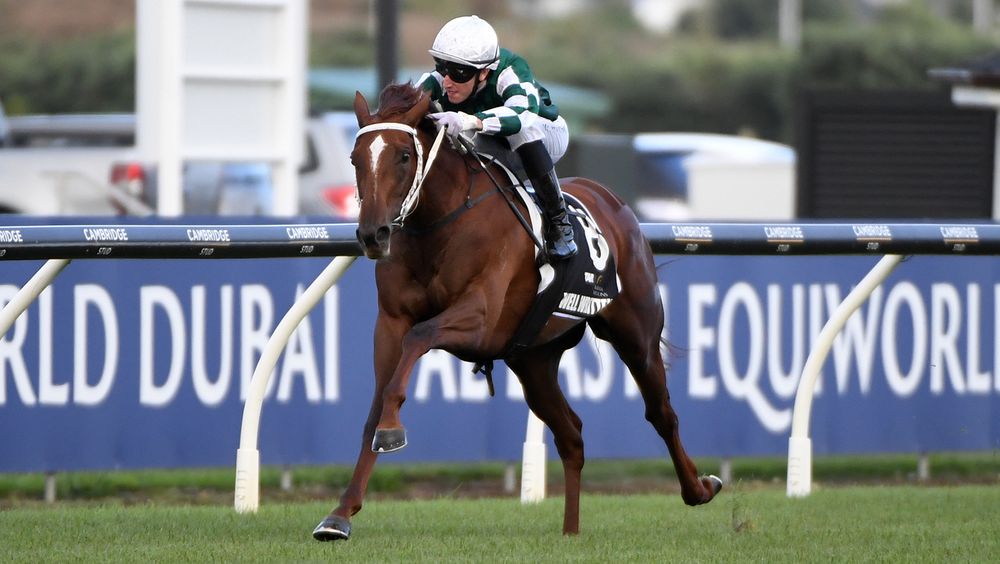 Yulong’s Kiwi buying spree set for Champions Day spotlight at Ellerslie post image