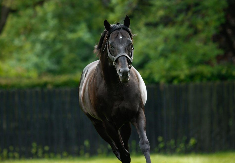 Coolmore champion dies post image