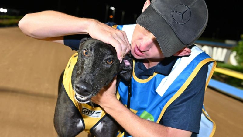 Australian Cup Final: Using Race Data to decode Greyhound speed at The Meadows post image