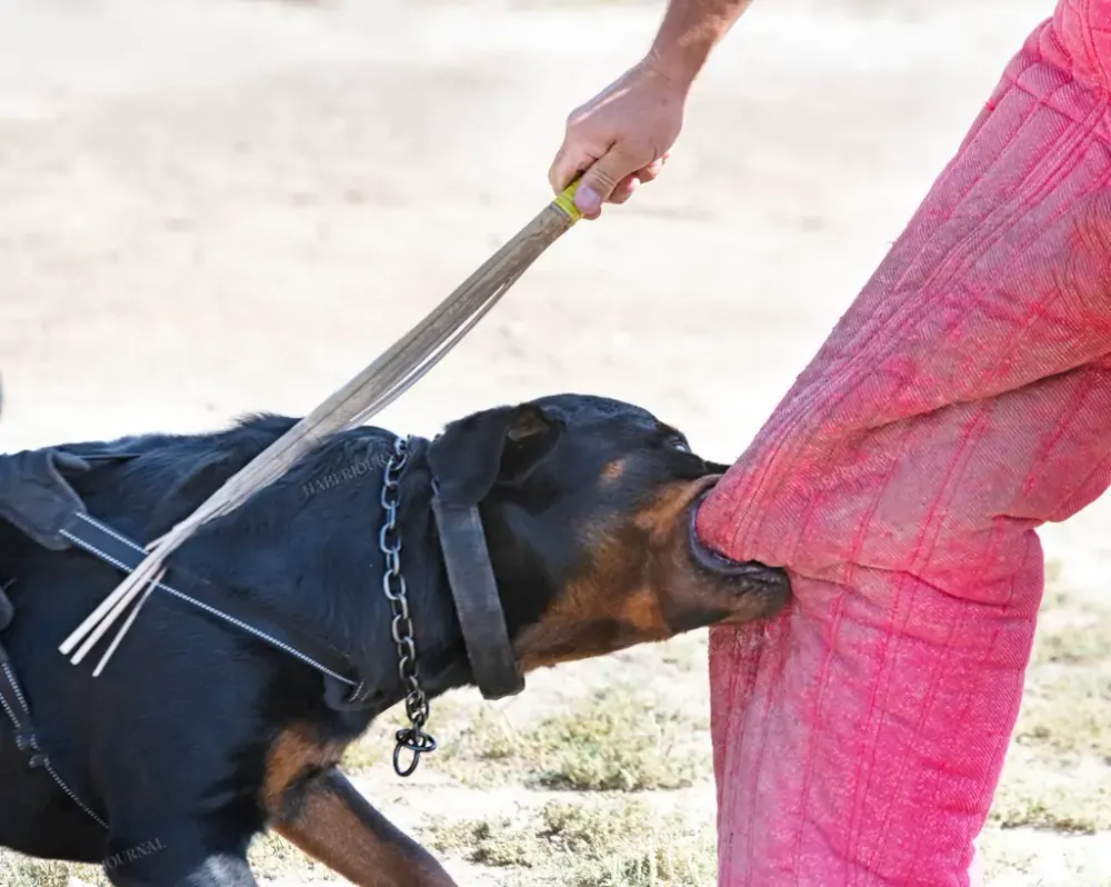 Steiermark’ta Kadına Saldıran Rottweiler Polis Tarafından Öldürüldü
