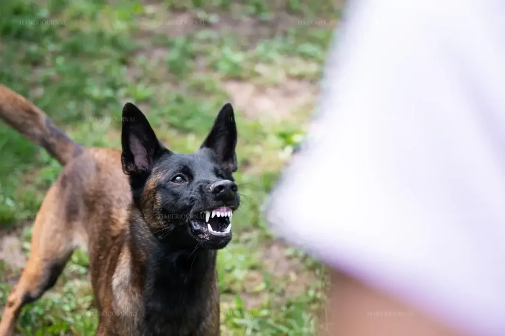 Avusturya'da Köpeğin Saldırdığı 10 Yaşındaki Çocuk Ağır Yaralandı
