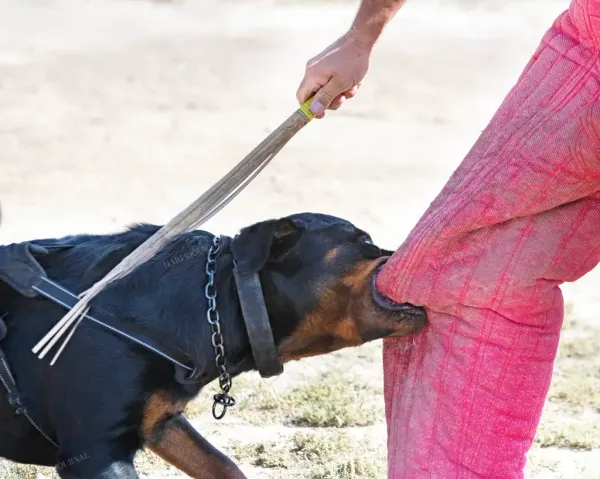 Steiermark’ta Kadına Saldıran Rottweiler Polis Tarafından Öldürüldü