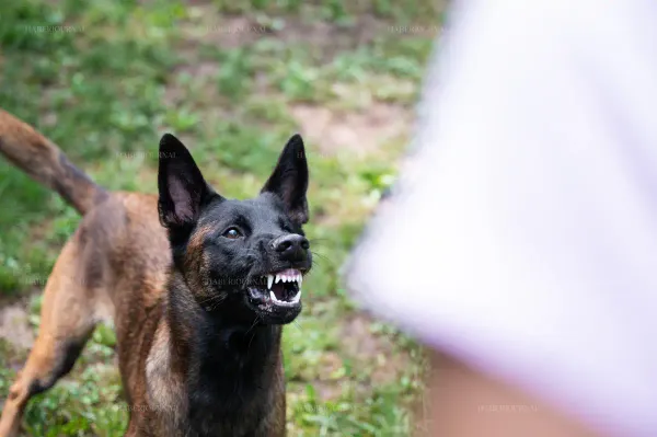 Avusturya'da Köpeğin Saldırdığı 10 Yaşındaki Çocuk Ağır Yaralandı