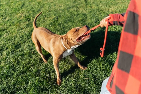 Viyana’da belgesiz pitbull dehşeti: Üç kişiyi yaraladı, polis müdahalesi sonrası öldü