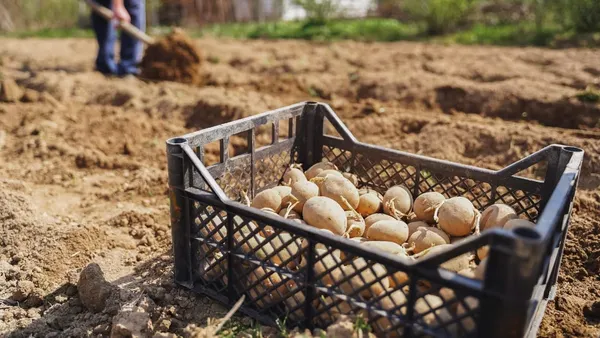 Avusturya’da sonbahar hasadı beklenenden kötü: Bazı ürünlerde kayıp yüzde 70’e çıkabilir