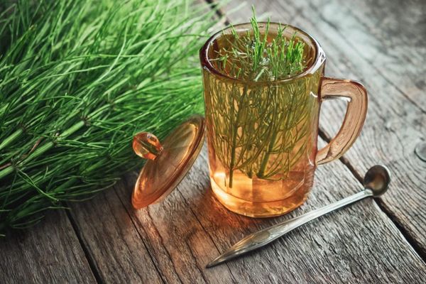 Why horsetails grow