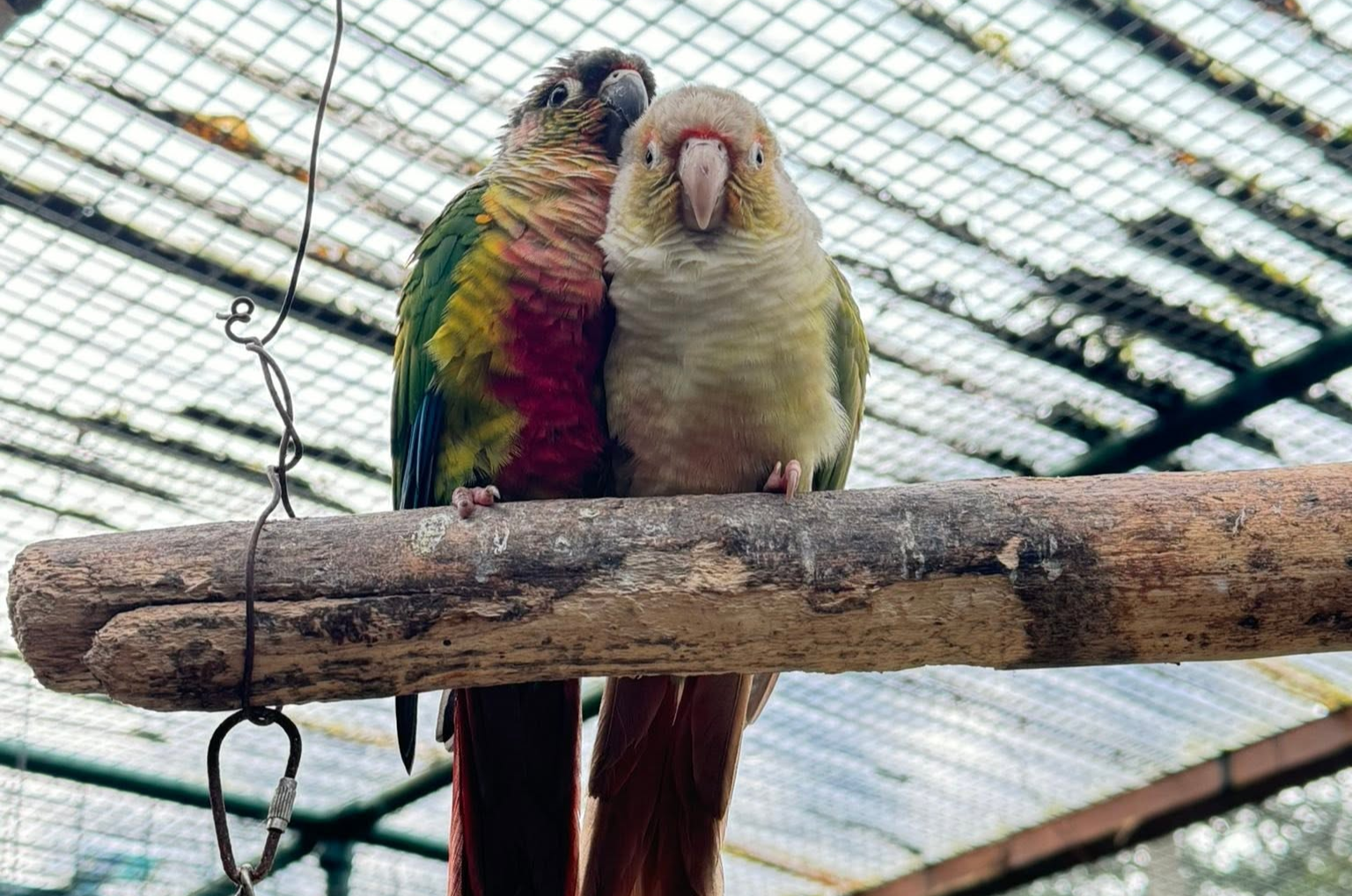 Sefton aviary dispute continues to ruffle feathers