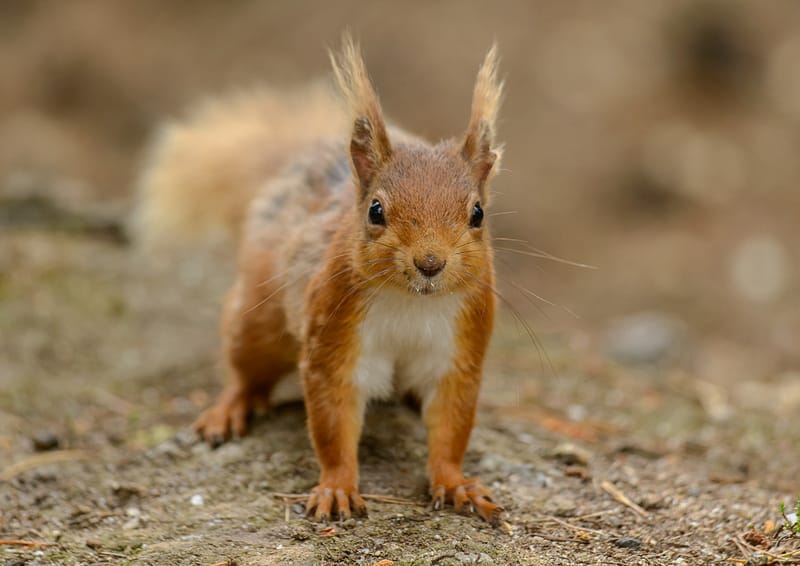 Can Formby’s red squirrels be saved?