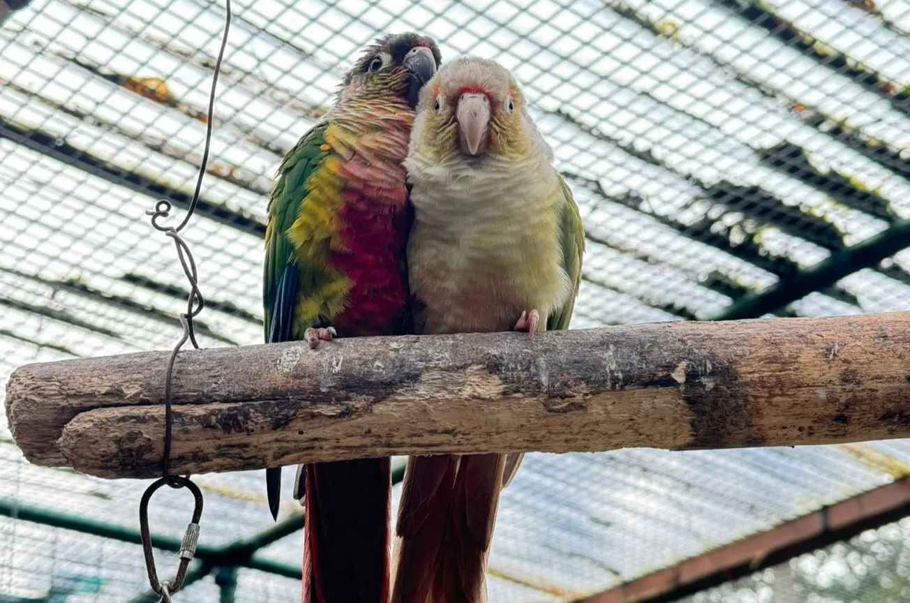 Sefton aviary dispute continues to ruffle feathers