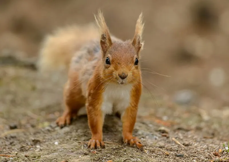 Can Formby’s red squirrels be saved?