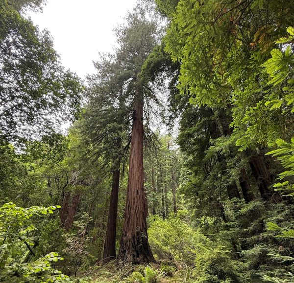 A thick growth of forest, with some sequoia trees. One sequoia is larger than the others and centered in the image.