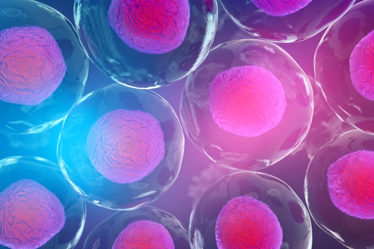 Guiding light: How macrophages help stem cells in muscle regeneration
