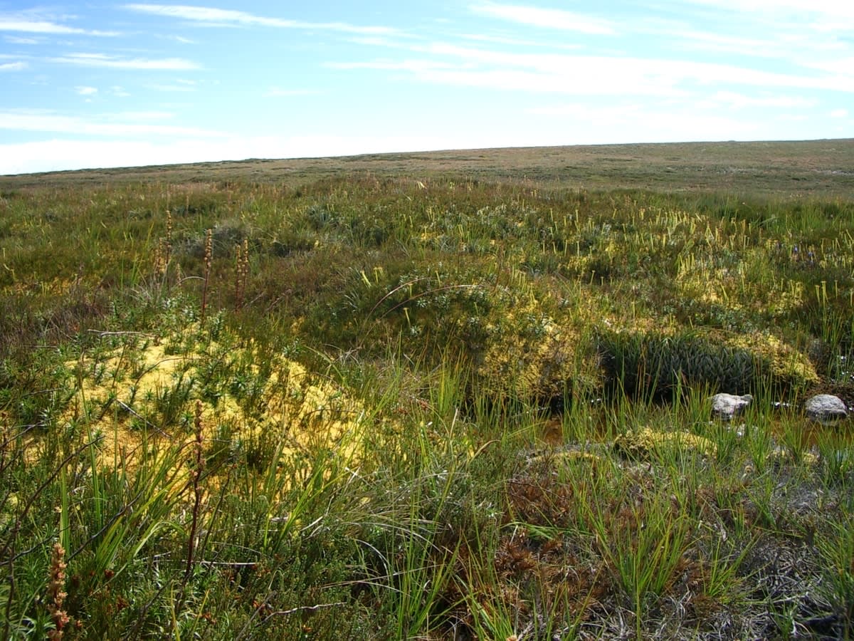 Alpine Sphagnum Bogs and Associated Fens ecological community. Endangered, occurring in alpine areas across NSW, ACT, Vic and Tas. 