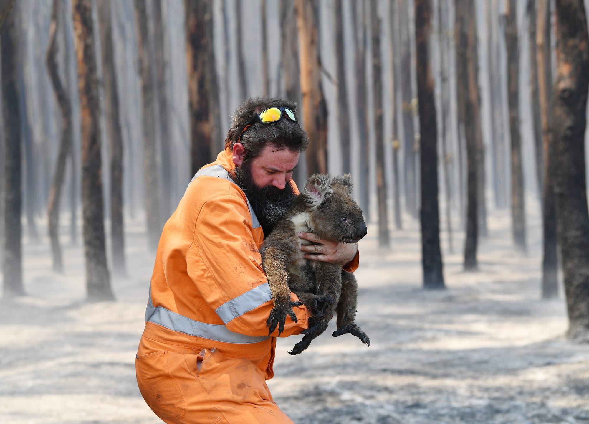 Lots of people want to help nature after the bushfires – we must seize the moment