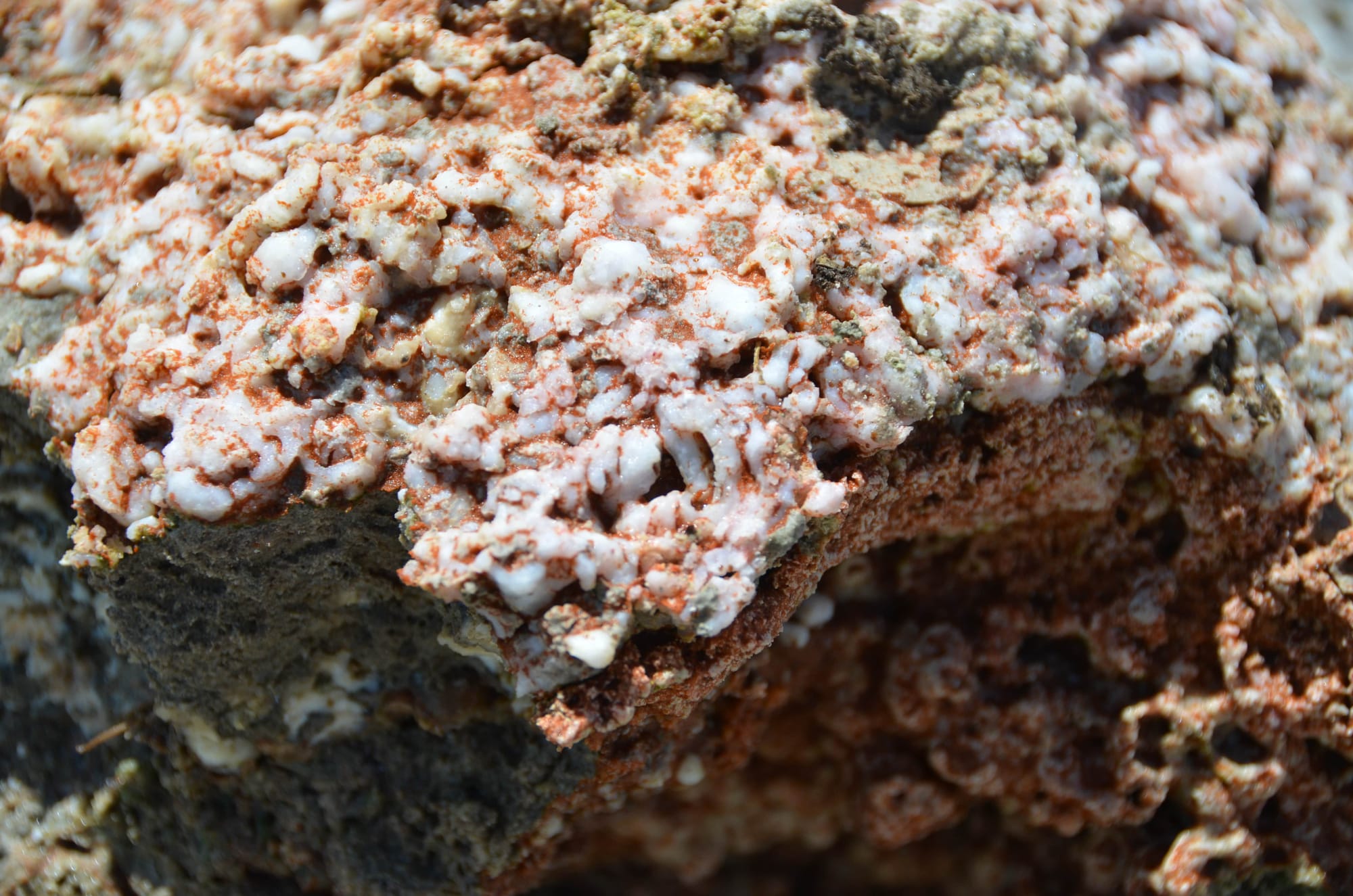 Microbial ‘cities’: How ancient microbes shaped Earth – and may help save it