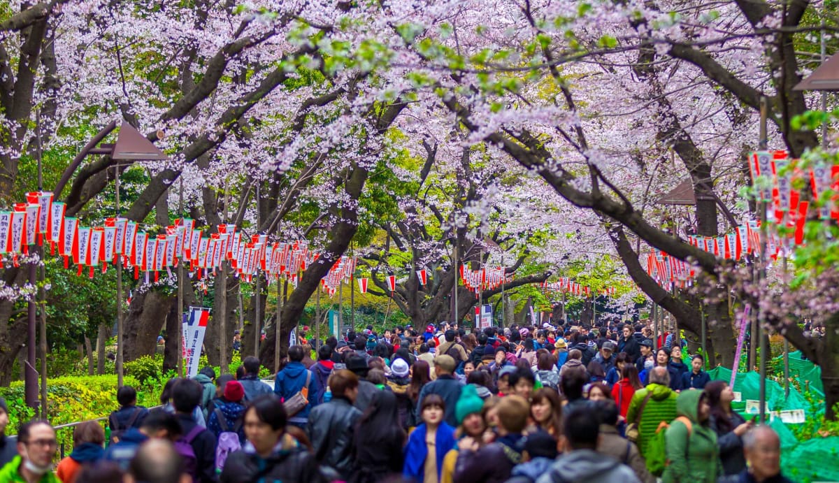 Crowds among cherry blossom trees in Japan, with hanging flags