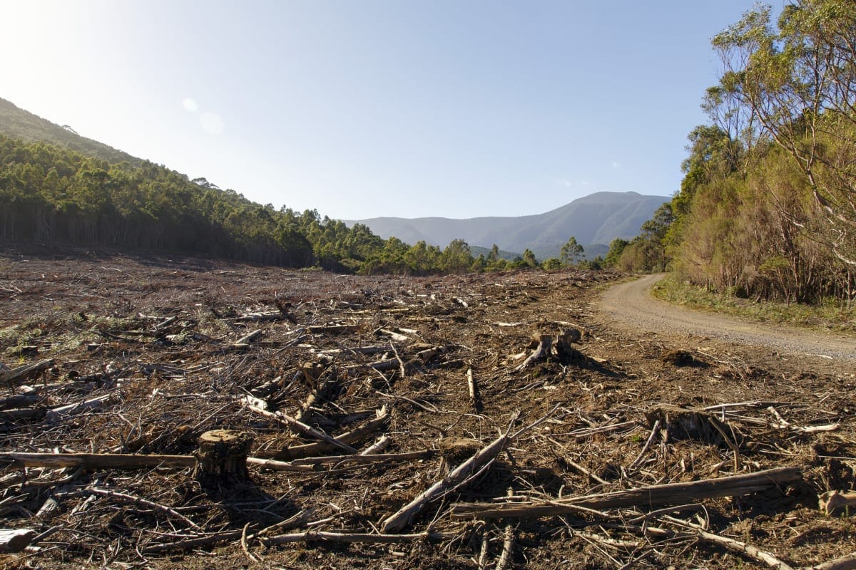 Barren land where there was once forest.